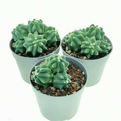 Ferocactus glaucescens f. inermis prolifera - Giromagi