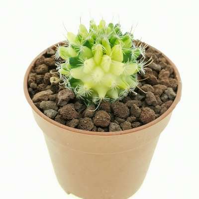 Echinofossulocactus lamellosus f. variegata - Giromagi