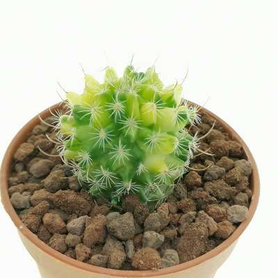 Echinofossulocactus lamellosus f. variegata - Giromagi