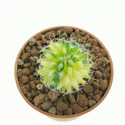 Echinofossulocactus lamellosus f. variegata - Giromagi