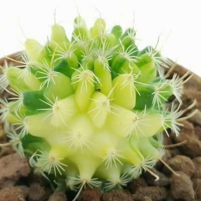 Echinofossulocactus lamellosus f. variegata - Giromagi