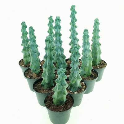 Myrtillocactus geometrizans cv. Fukurokuryuzinboku 10 pcs.