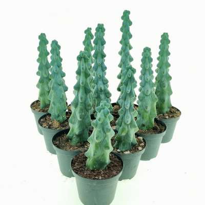Myrtillocactus geometrizans cv. Fukurokuryuzinboku 10 pcs. - Giromagi