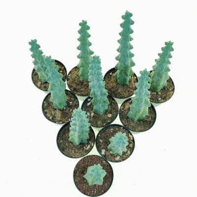Myrtillocactus geometrizans cv. Fukurokuryuzinboku 10 pcs. - Giromagi