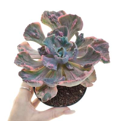 Echeveria 'Beyonce' f. variegata