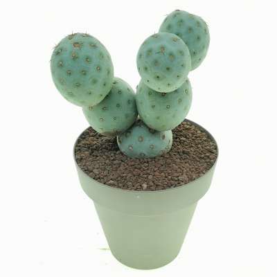 Tephrocactus geometricus (Old plant) - Giromagi