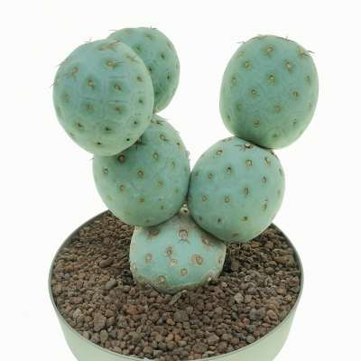 Tephrocactus geometricus (Old plant) - Giromagi