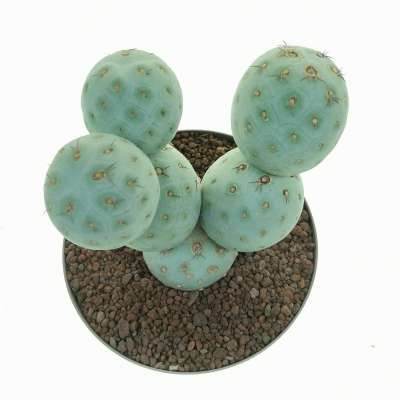 Tephrocactus geometricus (Old plant) - Giromagi