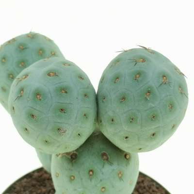 Tephrocactus geometricus (Old plant) - Giromagi