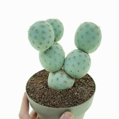 Tephrocactus geometricus (Old plant)