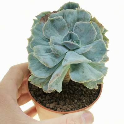 Echeveria lilacina f. mostruosa