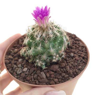 Escobaria hesteri