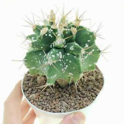 Astrobergia cv. Astrophytum sp. x Leuctenbergia principis