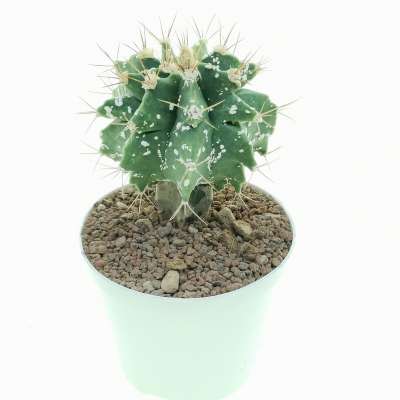 Astrobergia cv. Astrophytum sp. x Leuctenbergia principis - Giromagi