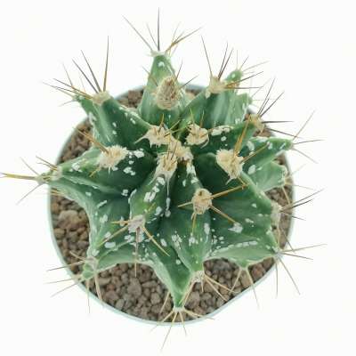 Astrobergia cv. Astrophytum sp. x Leuctenbergia principis - Giromagi