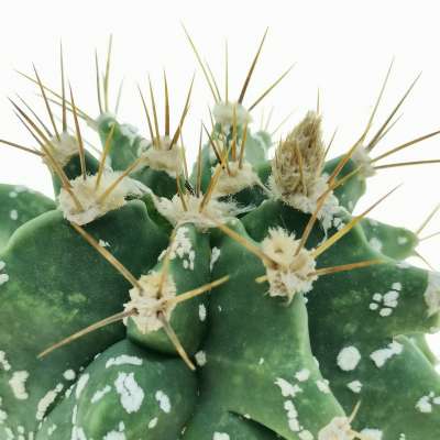 Astrobergia cv. Astrophytum sp. x Leuctenbergia principis - Giromagi