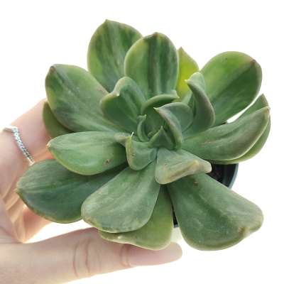 Echeveria 'Marabu' f. variegata