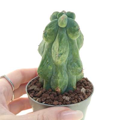 Myrtillocactus geometrizans cv. Fukurokuryuzinboku f. variegata (Own roots)