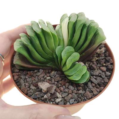 Haworthia truncata cv. Lime Green f. variegata