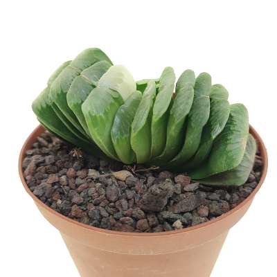Haworthia truncata cv. Lime Green f. variegata - Giromagi