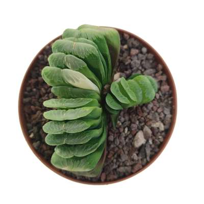 Haworthia truncata cv. Lime Green f. variegata - Giromagi