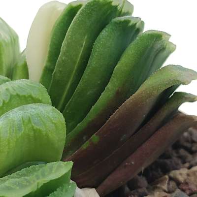 Haworthia truncata cv. Lime Green f. variegata - Giromagi