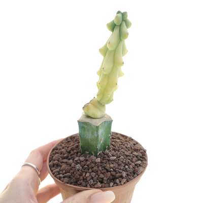 Myrtillocactus geometrizans cv. Fukurokuryuzinboku f. variegata