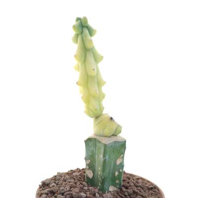 Myrtillocactus geometrizans cv. Fukurokuryuzinboku f. variegata - Giromagi