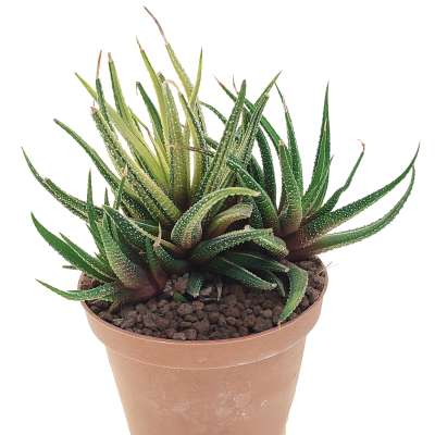 Haworthia attenuata var. radula f. variegata - Giromagi