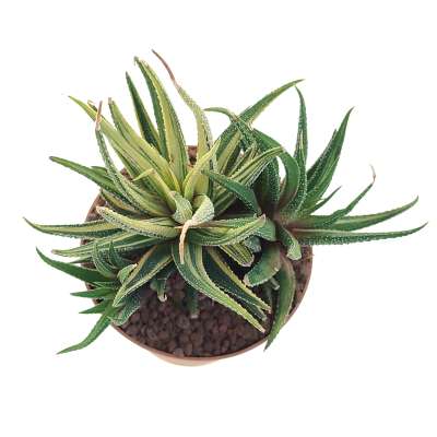Haworthia attenuata var. radula f. variegata - Giromagi