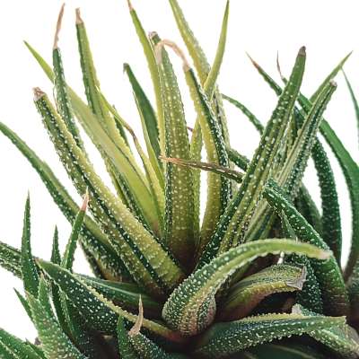 Haworthia attenuata var. radula f. variegata - Giromagi