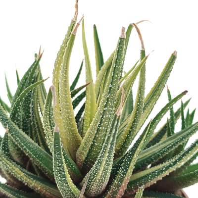 Haworthia attenuata var. radula f. variegata - Giromagi