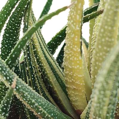 Haworthia attenuata var. radula f. variegata - Giromagi