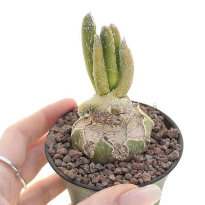 Astrophytum digitostigma caput-medusae f. variegata