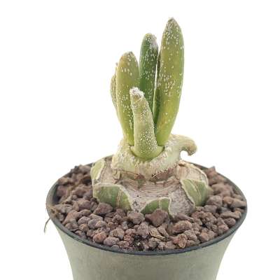 Astrophytum digitostigma caput-medusae f. variegata - Giromagi