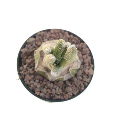 Astrophytum digitostigma caput-medusae f. variegata - Giromagi