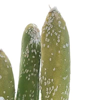 Astrophytum digitostigma caput-medusae f. variegata - Giromagi