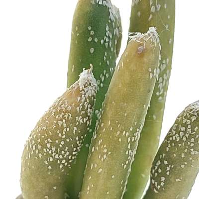 Astrophytum digitostigma caput-medusae f. variegata - Giromagi
