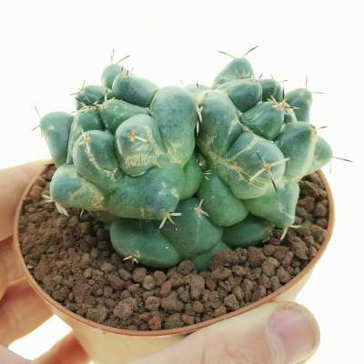 Coryphantha maiz-tablasensis f. dicotomica