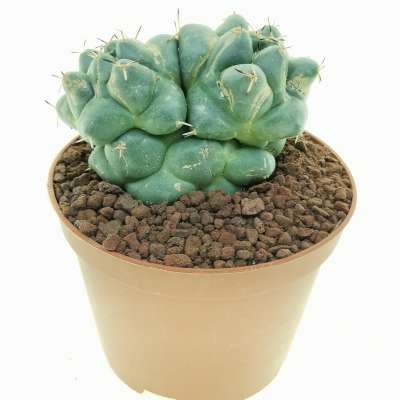 Coryphantha maiz-tablasensis f. dicotomica - Giromagi