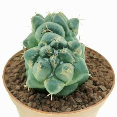 Coryphantha maiz-tablasensis f. dicotomica - Giromagi