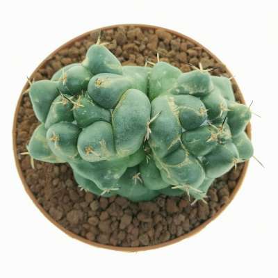 Coryphantha maiz-tablasensis f. dicotomica - Giromagi