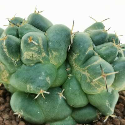 Coryphantha maiz-tablasensis f. dicotomica - Giromagi