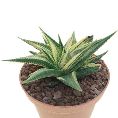 Haworthia limifolia f. spiralis variegata - Giromagi