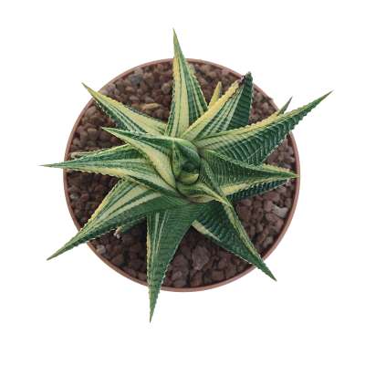 Haworthia limifolia f. spiralis variegata - Giromagi