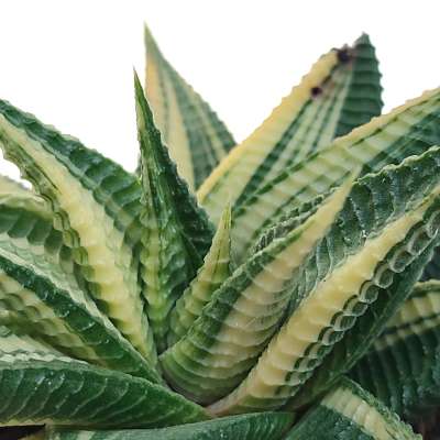 Haworthia limifolia f. spiralis variegata - Giromagi