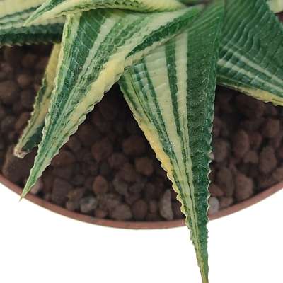 Haworthia limifolia f. spiralis variegata - Giromagi