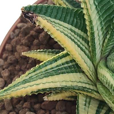 Haworthia limifolia f. spiralis variegata - Giromagi