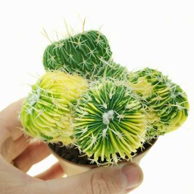 Echinofossulocactus multicostatus f. variegata