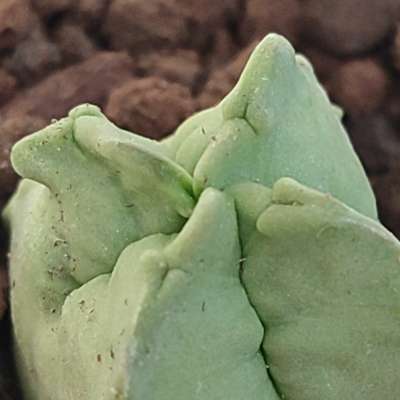 Whitesloanea crassa (Somalia) - Giromagi